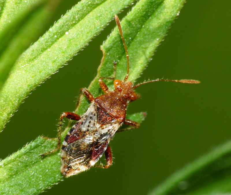 Rhopalidae: Rhopalus subrufus di Livorno
